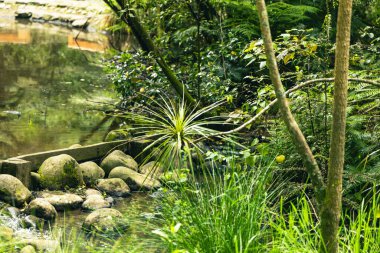 Sessiz ormanlık su yolu, sık yapraklı dere kenarından akar. Nehir su kayaları.