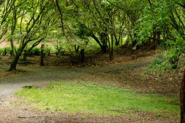 Sık yapraklı ağaçların altında sessiz patika kıvrımları yaprakların dalları