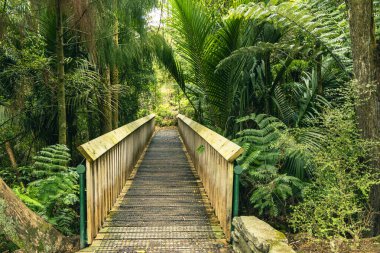 Dar yol, sık yeşil orman bitki örtüsü köprüsünden geçiyor.