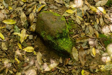 Yeşil büyüme taşın üzerini örtüyor. Düşen yeşilliklerin etrafını. Toprak dokusu.
