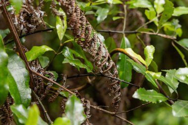 Kuru yapraklar, etrafındaki canlı bitki örtüsünün kıvrımlı eğreltiotu bitkisine karşıdır.