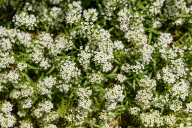 İnce yapraklı yapraklar, çiçek açan yapraklarla kaplı yapraklar.