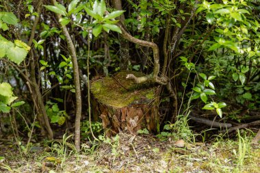 Eski ormanlık alan, gelişen yapraklı orman yeşilliklerini destekler.