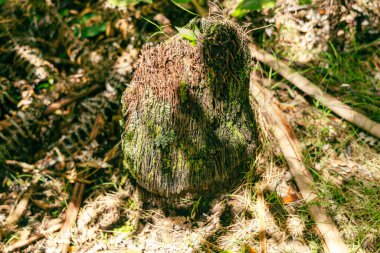 Eski orman zemininde sert ağaç kabuğu, yeşillik, açık hava gövdesi dokusu görülüyor.