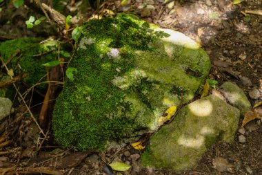 Yumuşak yeşil büyüme, pürüzlü taş örtüsünü açık havada kaya liken dokusu yüzeyini kaplar.
