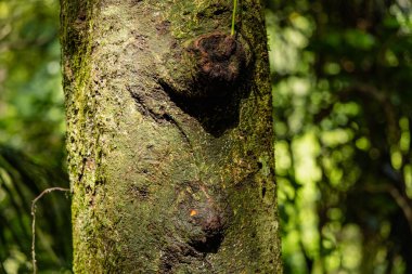 Kabuk dokusu doğal büyüme detaylarını gösterir orman doğası pürüzlü düğüm burl
