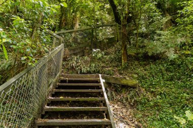 Yoğun yeşil bitki örtüsü orman yeşillik bitkilerinden yükselen eski adımlar