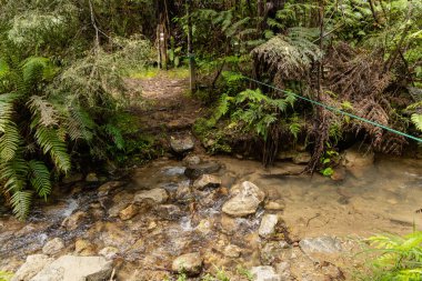 Sığ su taşların arasından akar yoğun yaprakların altından kayalar.