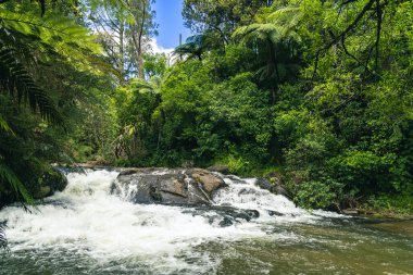 Köpüklü akıntı yoğun yeşil yaban ormanlarında hızla akıyor. Tropik çağlayanlar.