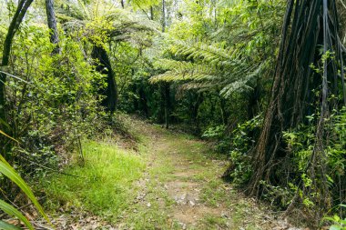 Yoğun yeşil bitki yollarında dar yürüyüş yolu rüzgarları yeşil yapraklar