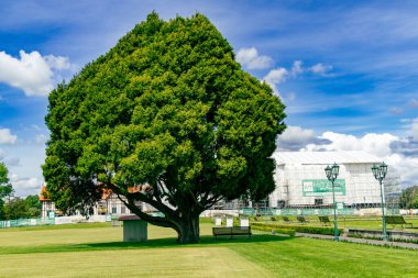 Güneşli çimenler, çimenlerin yanında geniş yapraklar gösteriyor. Bagaj gölgesi açık havada.