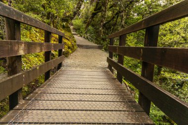 Yol, yapının kesiştiği yer yoğun yeşil orman köprüsü korkulukları kereste.