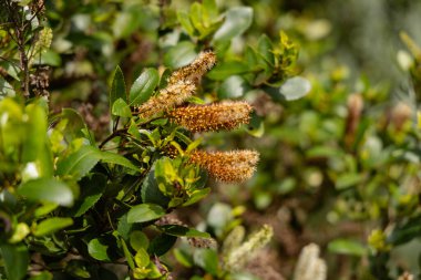 Yumuşak silindirik çiçekler parlak bitki örtüsü arasında ortaya çıkar açık havada.