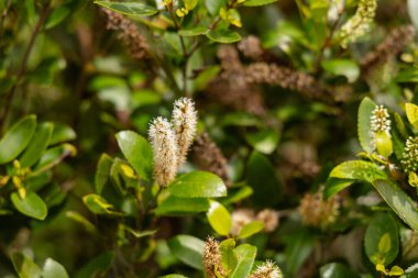 Soft spikes emerge dense foliage background spike bloom blossom inflorescence