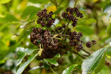 Yoğun meyve tomurcukları yemyeşil bitki çalıların arasında asılıdır.