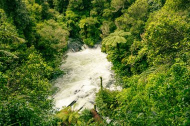 Beyazsu, sık yeşil orman manzarasından akar. Yeşil yeşillik tropikal ağaçlar.