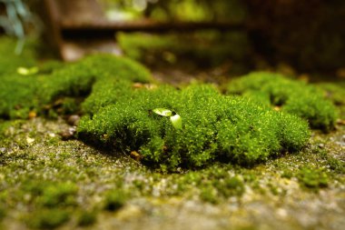 Taş yüzeyde büyüyen yeşil yosun. Yüzeysel alan derinliği ve doğal ışık ile yakın doğa dokusu.