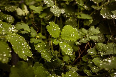 Yeşil yaprakların üzerinde bir sürü parlak çiğ damlası olan doğal yeşil bir arka plan..