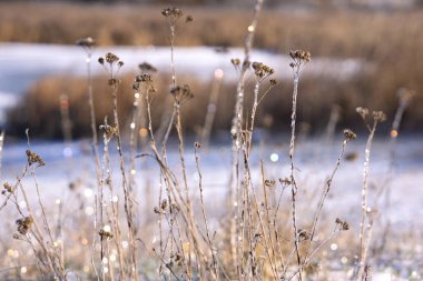 Doğal bir kış ortamı, buzlu bitkilerle kaplı karla kaplı bir çayır. Güzel bir kış manzarası, doğal bir bokeh..