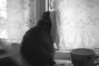 Kedi pencere eşiğinde oturur ve pencereden dışarı bakar, beyaz perdeler, doğal bir ev atmosferi..