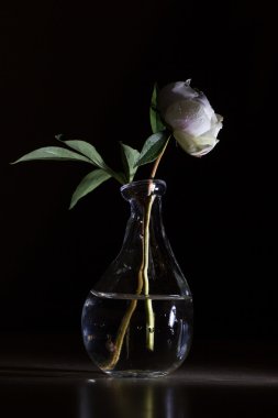 Vazoda beyaz Şakayık