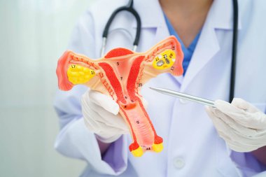 Rahim, hastanede teşhis ve tedavi için insan anatomisi modeli tutan doktor..