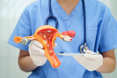 Rahim, hastanede teşhis ve tedavi için insan anatomisi modeli tutan doktor..