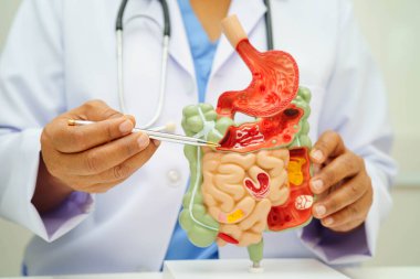 Midesi ve bağırsağı olan sindirim sistemi, Asyalı doktor hastanede teşhis ve tedavi için insan anatomisi modeli tutuyor..