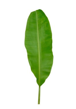 Muz yaprağı kırpma yolu ile beyaz arkaplanda izole edildi.