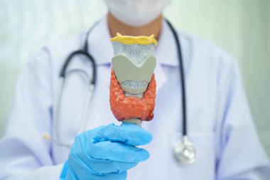 Hipertiroidizm, aşırı aktif tiroid, tiroid lenfoma, tiroid bezi olan Asyalı doktor, hastanede insan anatomisi modeli..