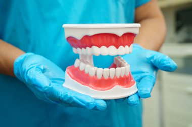 Diş hekimliği hakkında bilgi almak için beyaz arkaplanda diş modeli.