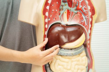 Lisede anatomi biyolojisinde insan vücudu modeliyle Asyalı bir öğrenci öğreniyor..