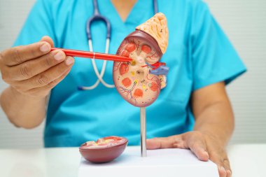 Kronik böbrek hastalığı, idrar sistemi, üroloji, tahmini küresel filtreleme oranı eGFR.