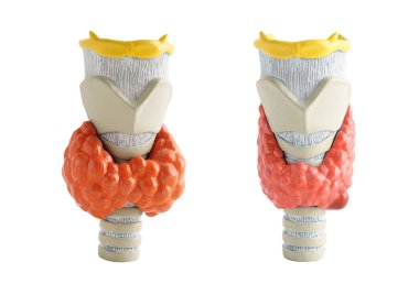 Tiroid bezi insan anatomisi beyaz arka planda kırpma yolu, hipertiroidizm, aşırı aktif tiroid, tiroid lenfoma ile izole edilmiş..