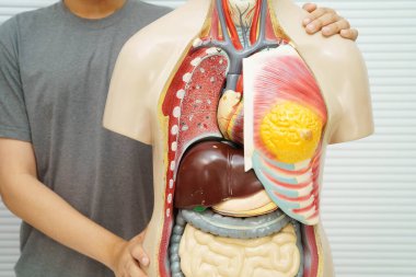 Lisede anatomi biyolojisinde insan vücudu modeliyle Asyalı bir öğrenci öğreniyor..