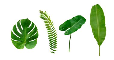 Canavar ve muz yeşili yaprak beyaz arkaplanda izole edilmiş..