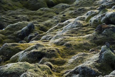 Parlak yeşil yosunlarla kaplanmış verimli tepeler herkes için yoğun ve doğal bir arazi oluşturur..