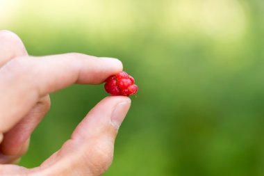 Kırmızı ahududu parmakları arasında sıkışmak