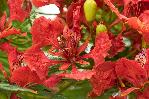 Fleur exotique rouge tropical avec en Tanzanie, Afrique — Photo