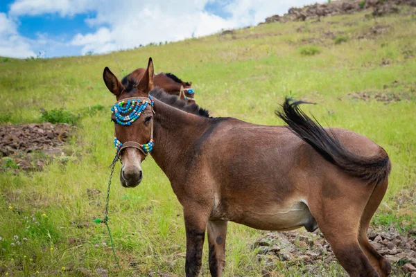 Mule Dans Région Trekking Montagne Portrait Gros Plan Une Mule — Photo