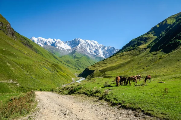 Paisagem Alpina Idílica Com Montanha Cavalos Com Espaço Cópia Campo — Fotografia de Stock
