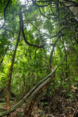 Borneo, Malezya 'daki Gunung Gading Ulusal Parkı' nda yağmur ormanları manzarası