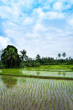Endonezya 'da pirinç tarlası manzarası. Endonezya 'da pirinç tarımı. Gıda güvenliği konsepti. Asya 'da gıda güvenliği.