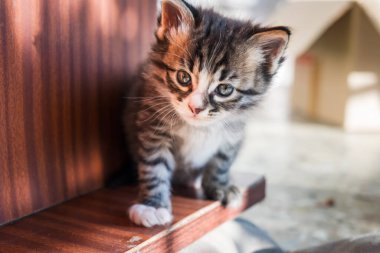 Şirin bir yavru kedi. Küçük tekir kedi yavrusunun portresi oynuyor ve merak ediyor..