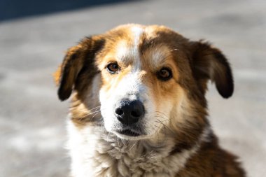 Doğrudan kameraya bakan sevimli bir köpeğin yakın plan portresi. Şirin köpek yavrusu sahibine bakarken bir şeyi merak ediyor..