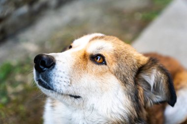Sahibine bakan sevimli bir köpeğin yakın plan portresi. Tatlı köpek yavrusu umut dolu ya da umut dolu görünüyor..