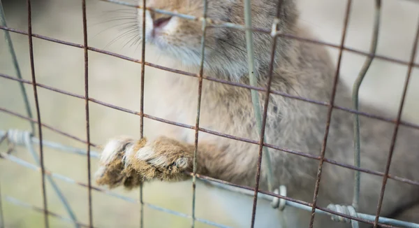 Bunny and rabbits locked up in wire fence.