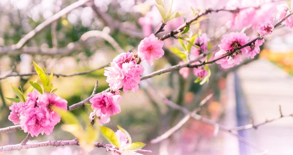 Sakura Blossom bright flora pattern