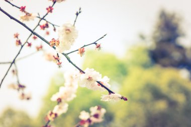 Sakura yumuşak odak arka plan