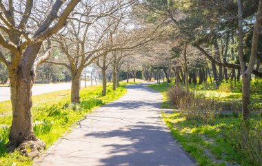 Genel parkta yürüyüş yolu